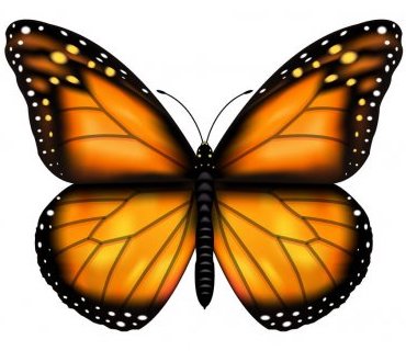 depositphotos_141420922-stock-illustration-beautiful-orange-butterfly